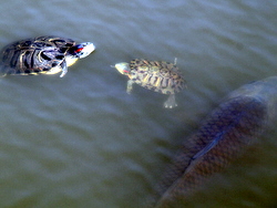 袖ケ浦公園亀と鯉