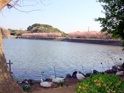 袖ケ浦公園八重桜